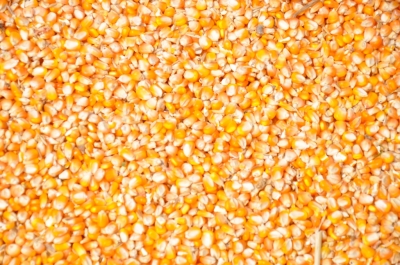 Maize