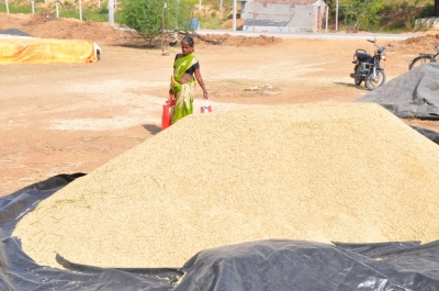 Paddy(Dhan)