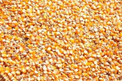 Maize