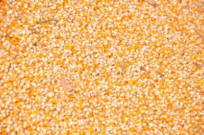 Maize