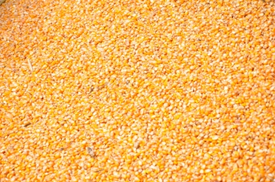 Maize