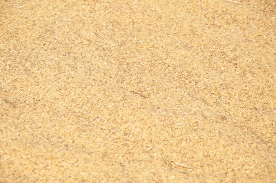 Paddy(Dhan)
