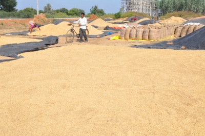 Paddy(Dhan)