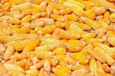 Maize