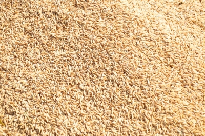Paddy(Dhan)