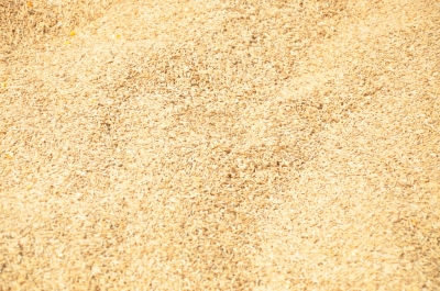 Paddy(Dhan)