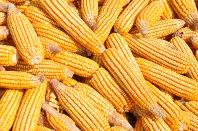 Maize