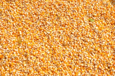 Maize