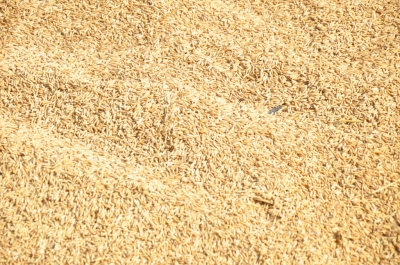 Paddy(Dhan)