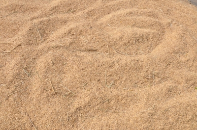 Paddy(Dhan)