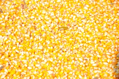 Maize