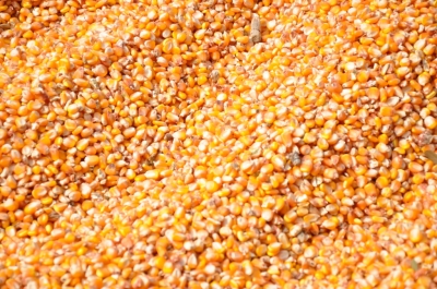 Maize