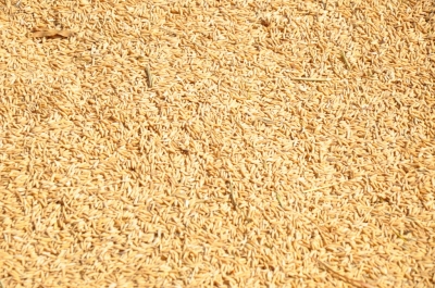 Paddy(Dhan)