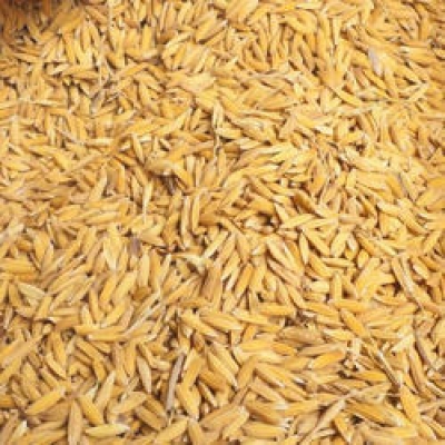 Paddy(Dhan)