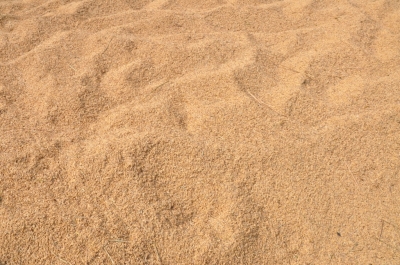 Paddy(Dhan)