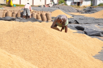 Paddy(Dhan)