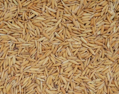 Paddy(Dhan)