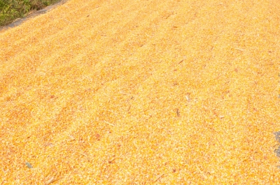 Maize