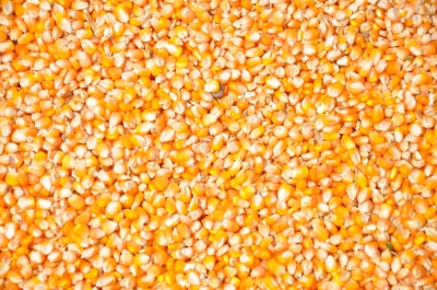 Maize