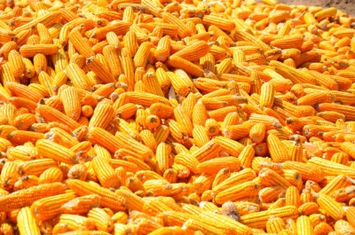 Maize