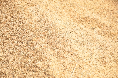 Paddy(Dhan)