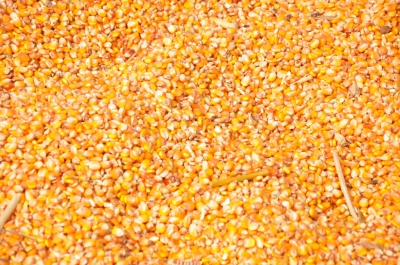 Maize