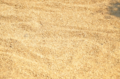 Paddy(Dhan)