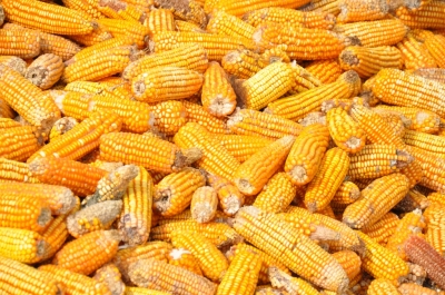 Maize