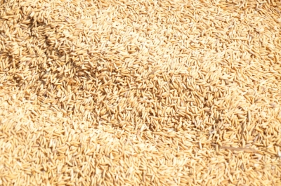 Paddy(Dhan)