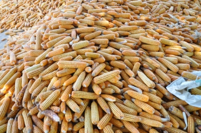 Maize