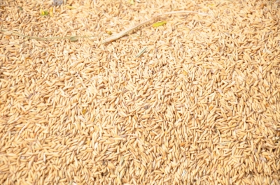 Paddy(Dhan)