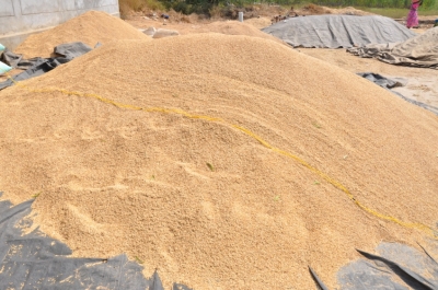 Paddy(Dhan)