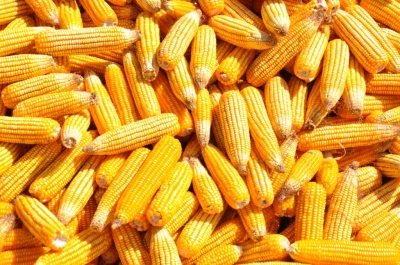 Maize