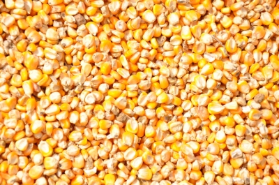 Maize