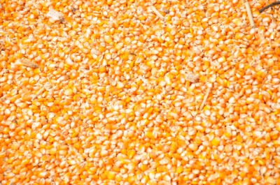 Maize