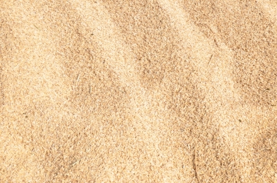 Paddy(Dhan)