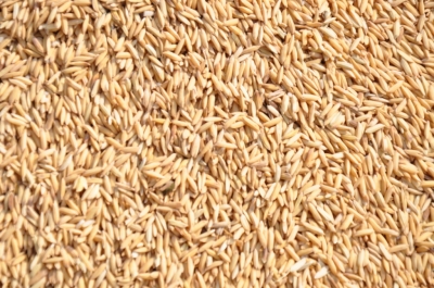 Paddy(Dhan)