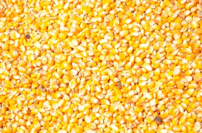 Maize