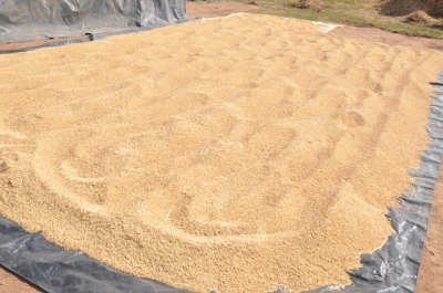 Paddy(Dhan)