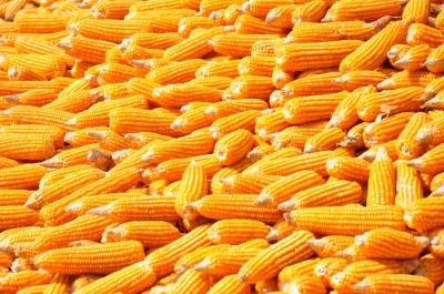 Maize