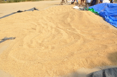 Paddy(Dhan)
