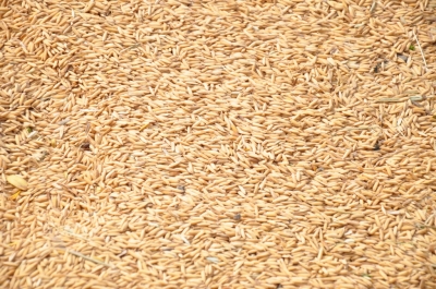 Paddy(Dhan)