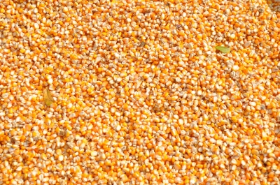 Maize