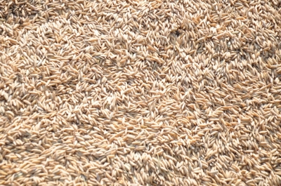 Paddy(Dhan)