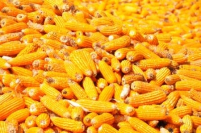 Maize