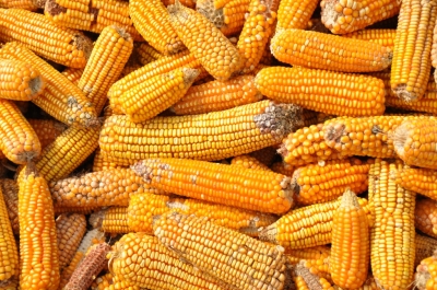 Maize