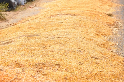 Maize