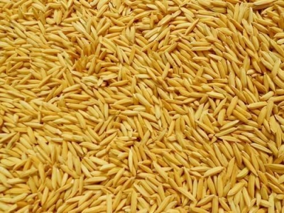 Paddy(Dhan)