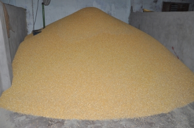 Paddy(Dhan)