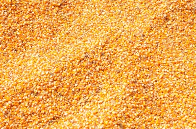 Maize